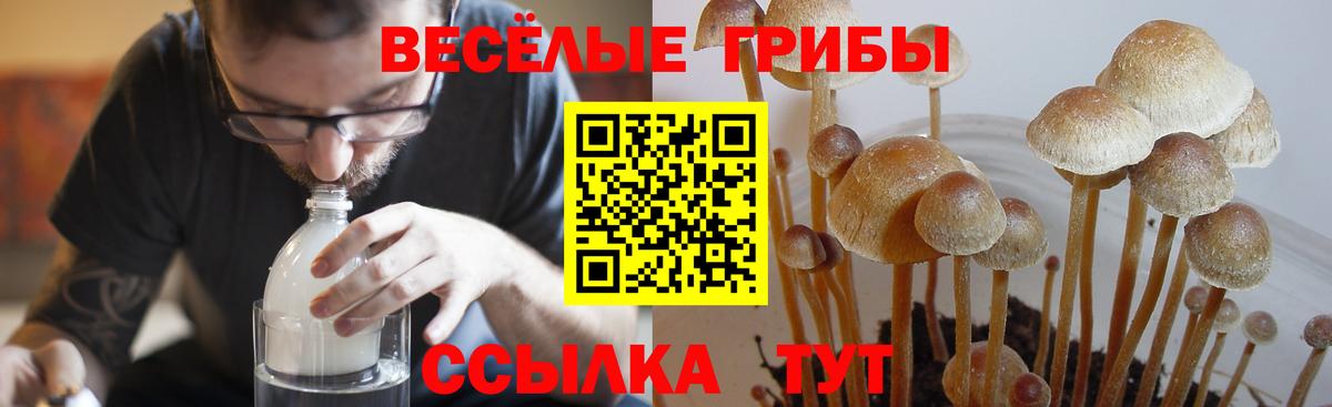 Славгород  Псилоцибиновые грибы ЛСД  Вход с VPN  Псилоцибиновые грибы Magic Shrooms 